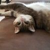 lottiecat69